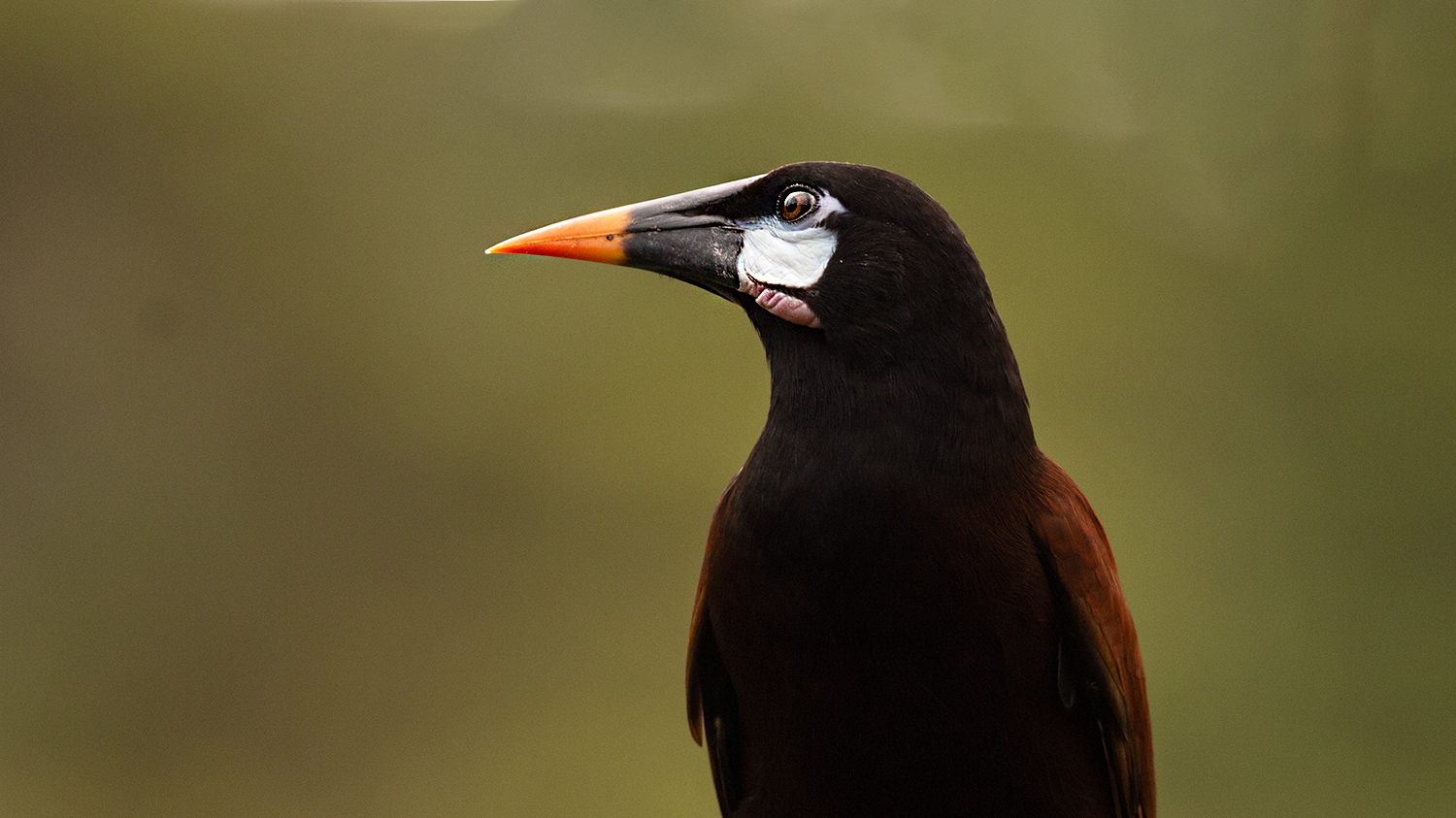 Montezuma Oropendola
